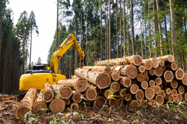 istock A forestry harvester picking up and moving large logs in a forest 1491437309