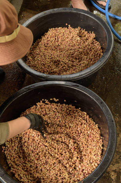 istock Coffee beans,In the ferment and wash method 1491437444