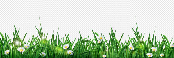 ilustrações, clipart, desenhos animados e ícones de ilustração isolada da borda do gramado da grama verde - chamomile daisy sky flower