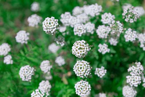 Blooming white  flowers at green background