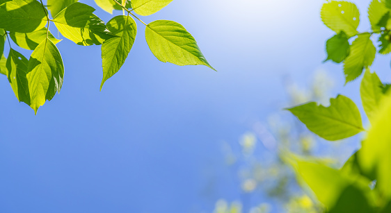 Vibrant green foliage against a sunny blue sky, perfect summer backdrop