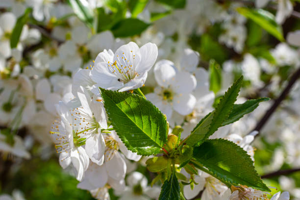 mise au point sélective de belles branches de fleurs de cerisier sur l’arbre sous le ciel bleu, belles fleurs sakura pendant la saison printanière dans le parc, texture de motif floral, fond naturel - cherry tree morning sunlight sunny photos et images de collection