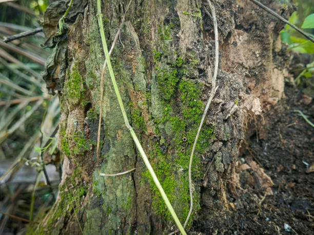 istock the moss covering a tree stump that had rotted and become damp. 1491440094