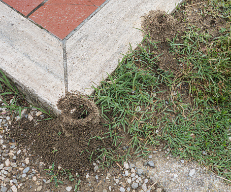 Large anthill at the corner of a pavement