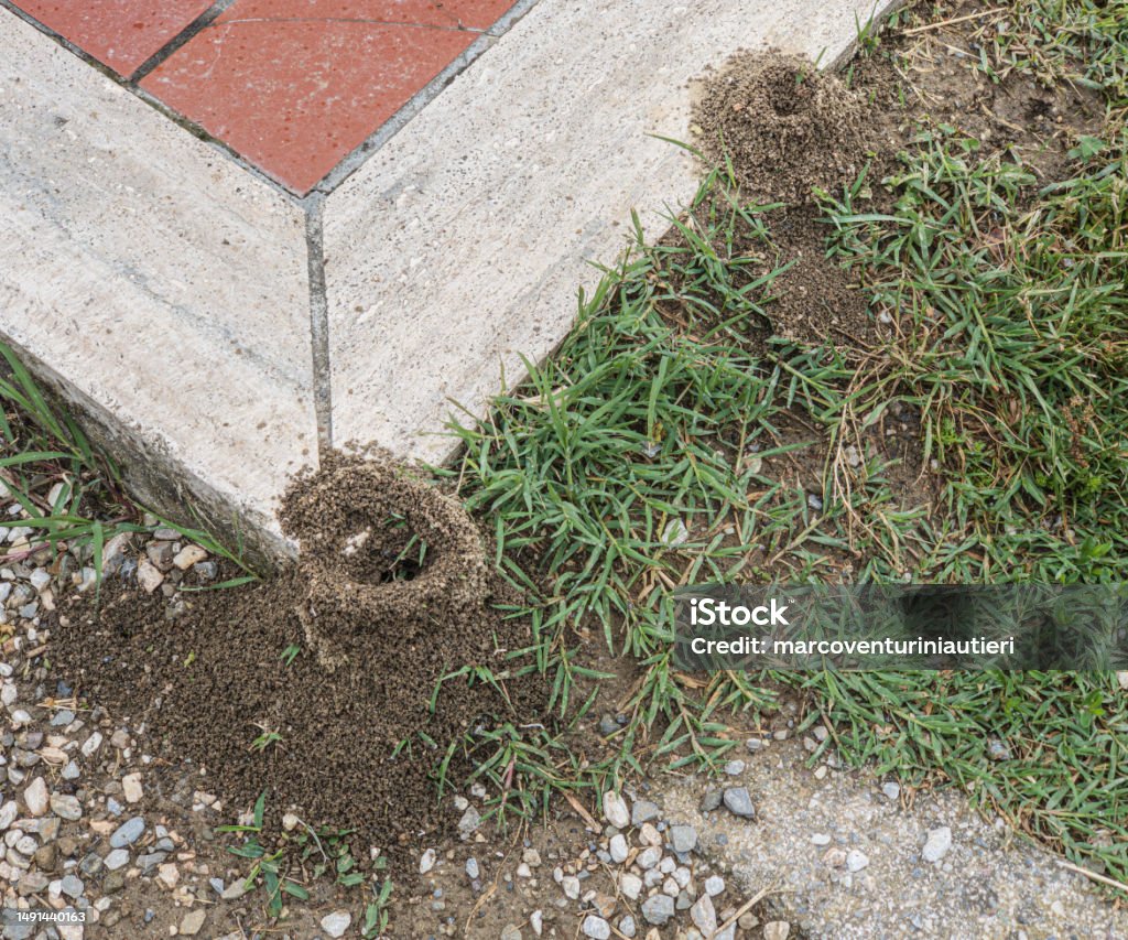 Large anthill at the corner of a pavement Animal Behavior Stock Photo