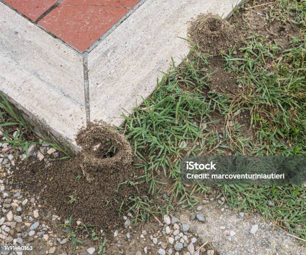 Large Anthill At The Corner Of A Pavement Stock Photo - Download Image Now - Animal Behavior, Animal Nest, Ant