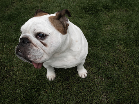 Portrait from above of a cute English Bulldog on the grass, with copy space on the side. Of course she is perplexed and her tongue is out!