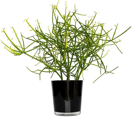 Euphorbia Tirucalli (Pencil Cactus) in a black glass vase isolated on white background with selective focus