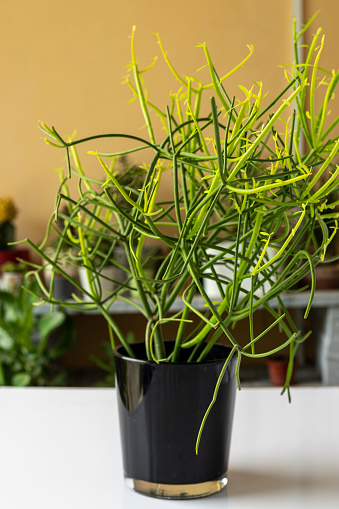 Beautiful pencil cactus in a black pot