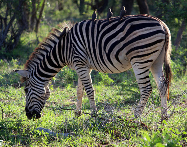 istock Burchell's zebras (Equus quagga burchellii) in their natural surrounding : (pix Sanjiv Shukla) 1491440396
