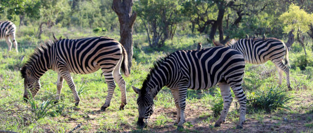 istock Burchell's zebras (Equus quagga burchellii) in their natural surrounding : (pix Sanjiv Shukla) 1491440397