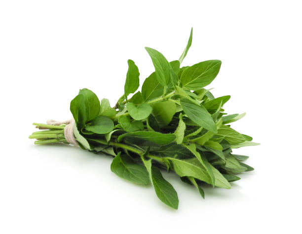 istock Oregano bunch isolated on white background 1491440401