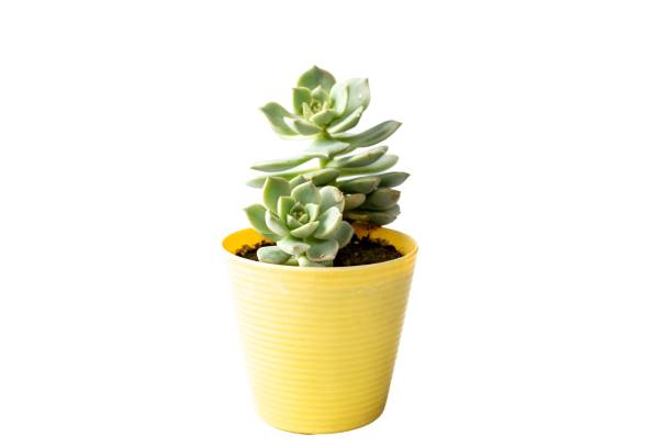 istock Echeveria succulent plant in yellow plastic pot 1491441103