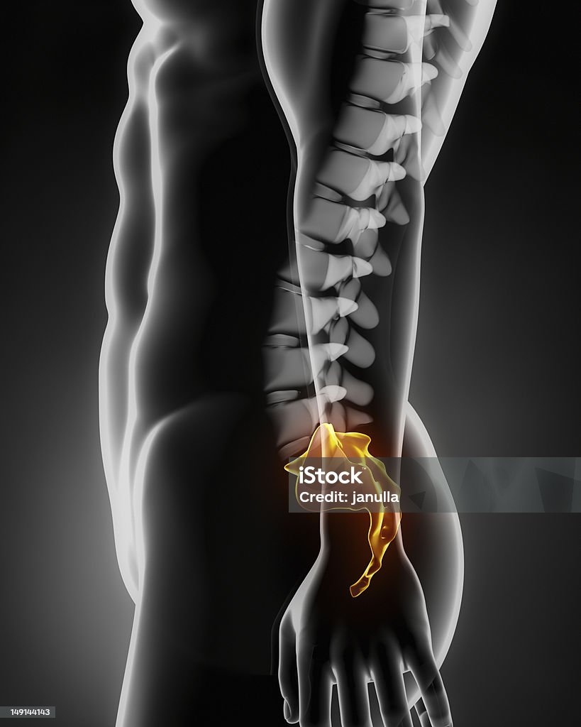 Sacré Vue latérale de l'anatomie de la colonne - Photo de Coccyx libre de droits