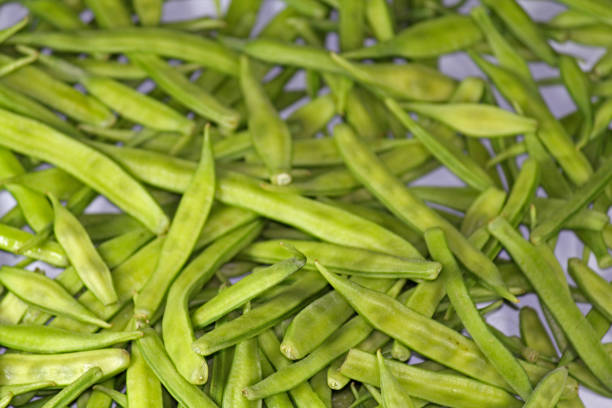 Cyamopsis tetragonolobus L, Guar vegetable