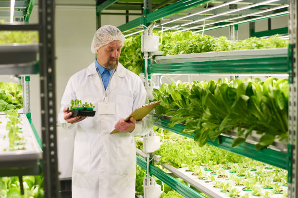 istock Mature experrt in agro engineering selecting seedlings of leafy vegetables 1491442509