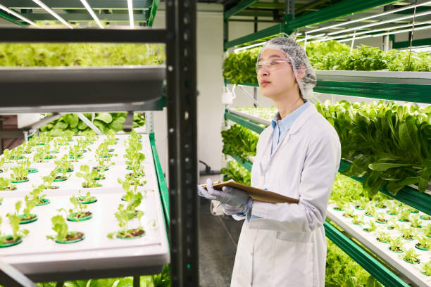 istock Young Asian female scientist looking at seedlings growing on vertical trusses 1491442532