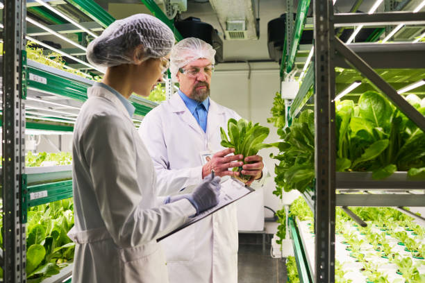 istock Side view of two intercultural scientists studying new sorts of spinach 1491442535