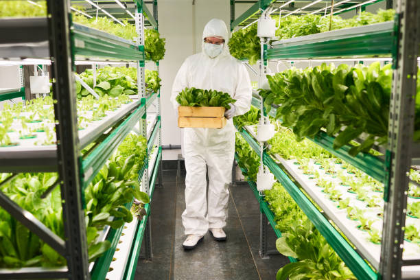 istock Worker of vertical farm in protective coveralls carrying box with spinach 1491442570