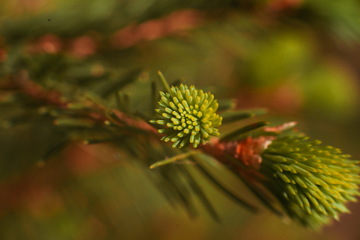 Macro photo of a thuja branch in warm colors at sunset. Young coniferous shoot close-up