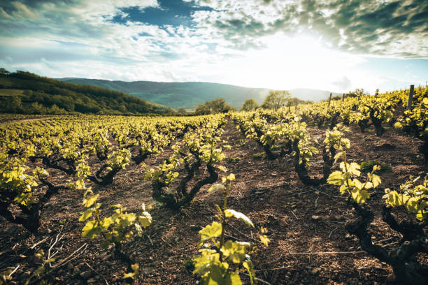 istock vineyard in france at dusk 1491443129