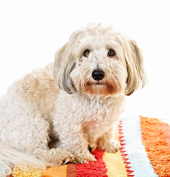 Cute dog on carpet Adorable coton de tulear dog sitting on colorful carpet coton de tulear stock pictures, royalty-free photos & images