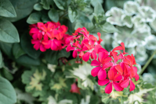 Red flowers in full bloom on a flower bed. geranium,