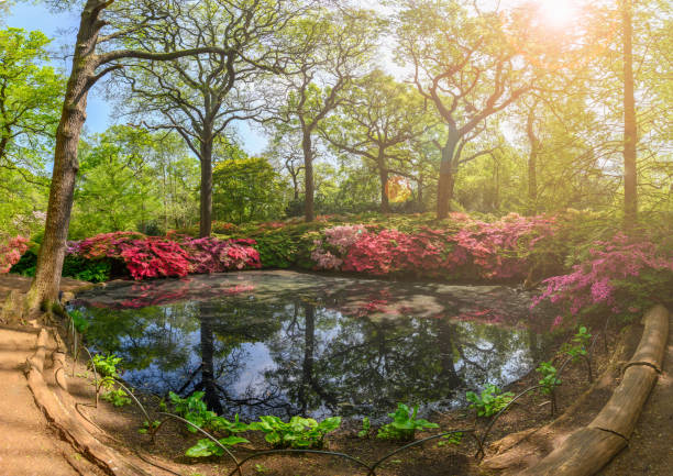Landscape with woodland garden in Isabella plantation, London Landscape with woodland garden in Isabella plantation of Richmond park, London richmond park stock pictures, royalty-free photos & images