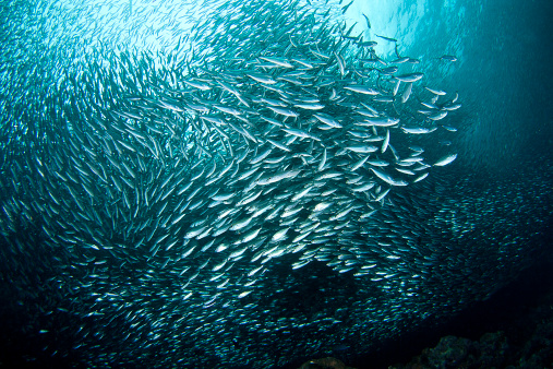 Sardine from Moalboal - Philippines.