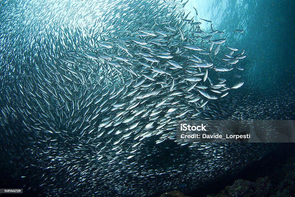 Vortex of sardines in an underwater bait ball Sardine from Moalboal - Philippines. Sardine Stock Photo