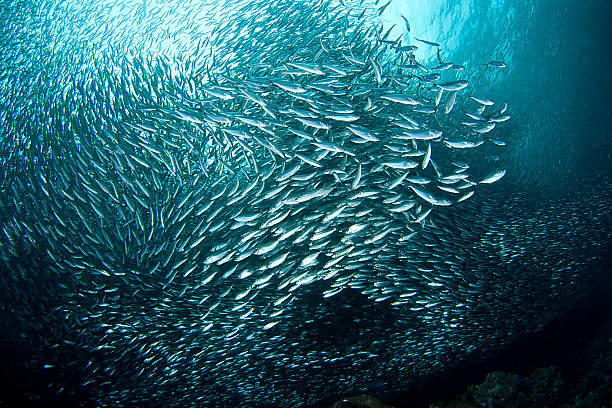 Vortex of sardines in an underwater bait ball Sardine from Moalboal - Philippines. sardine photos stock pictures, royalty-free photos & images