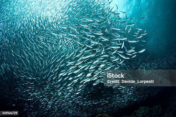 Vortex Of Sardines In An Underwater Bait Ball Stock Photo - Download Image Now - Sardine, Sea, Philippines