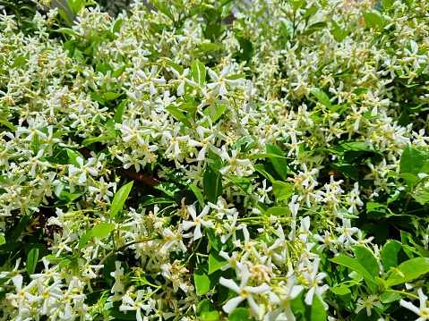 White Jasmine flowers in garden