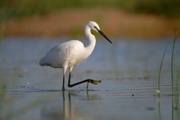 Little egret (Egretta garzetta)