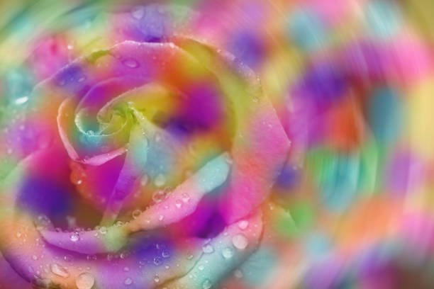 Fresh beautiful multicolor roses flower for floral background. Side view. High resolution photo. Selective focus. Shallow depth of field.