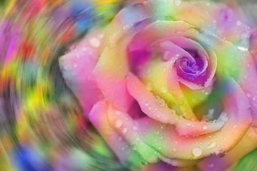 Fresh beautiful multicolor roses flower for floral background. Side view. High resolution photo. Selective focus. Shallow depth of field.
