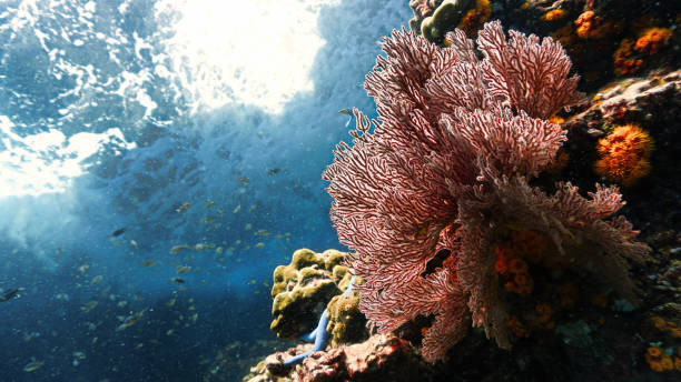 istock Underwater photo of beautiful red soft corals 1491449069