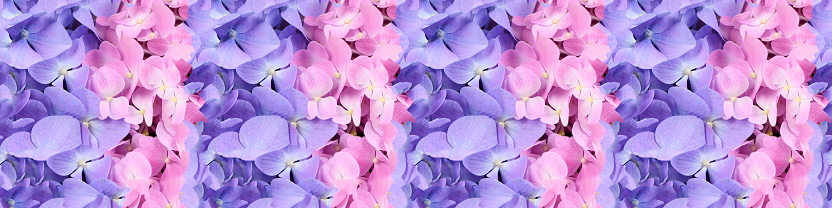 Seamless long banner, Pink and blue flower hydrangea background. High resolution. Full depth of field.