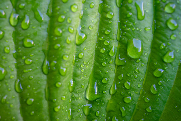 istock Green plant leaf with water drops after rain close-up 1491449951