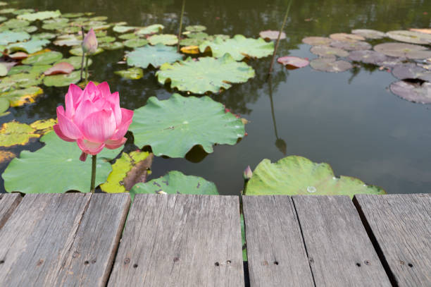 wooden table on the walkway natural lotus pond background
