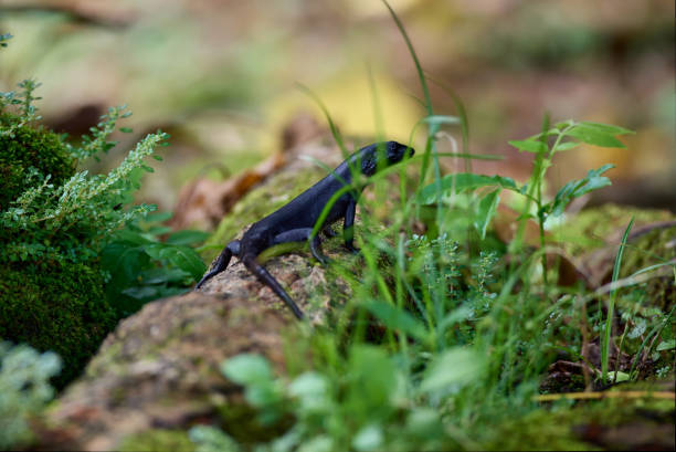 Black lizard Black lizard wallis and futuna islands stock pictures, royalty-free photos & images