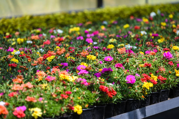 istock greenhouses in which flowers 1491450714