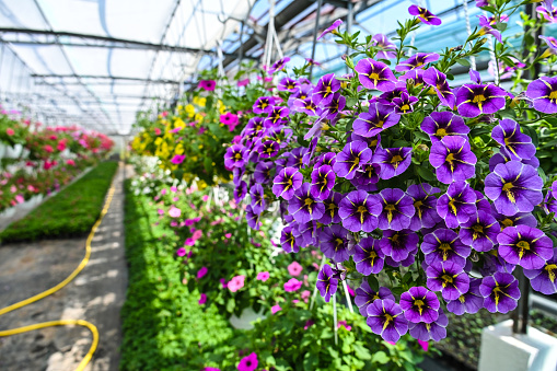 greenhouses in which various flowers are grown
