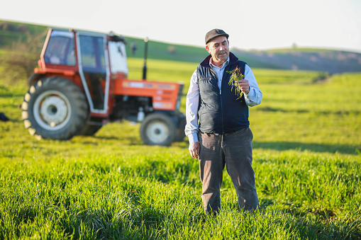 senior farmer man in front of tractor examining roots of wheat in wheat field