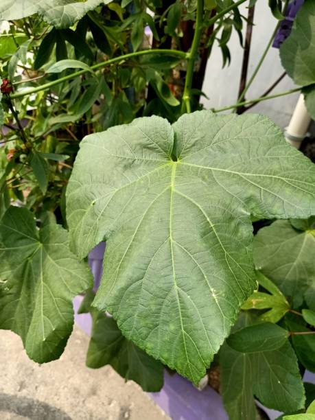 istock Close up of okra plant 1491452000
