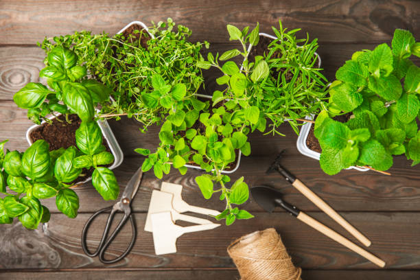 istock Assorted fresh herbs growing in pots on brown wood. Close-up. Green basil, mint. oregano, thyme and rosemary. Mixed fresh aromatic herbs in pots.Set of culinary herbs.Copy space.Lifestyle concept 1491452953