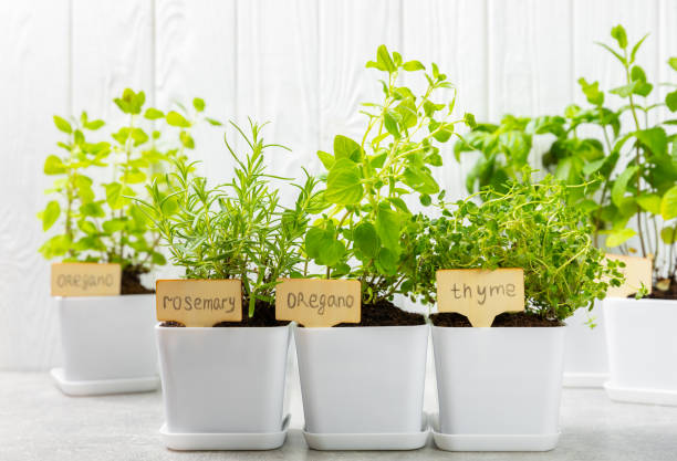 istock Assorted fresh herbs growing in pots against a white wall.Close-up.Green basil, mint. oregano, thyme and rosemary. Mixed fresh aromatic herbs in pots.Set of culinary herbs.Copy space.Gardening concept 1491453052