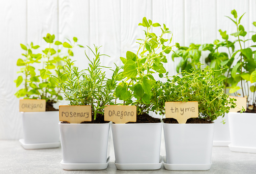 Assorted fresh herbs growing in pots against a white wall.Close-up.Green basil, mint. oregano, thyme and rosemary. Mixed fresh aromatic herbs in pots.Set of culinary herbs.Copy space.Gardening concept