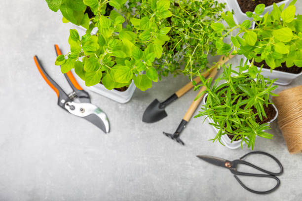 istock Assorted fresh herbs growing in pots against a white wall.Close-up.Green basil, mint. oregano, thyme and rosemary. Mixed fresh aromatic herbs in pots.Set of culinary herbs.Copy space.Gardening concept 1491453053