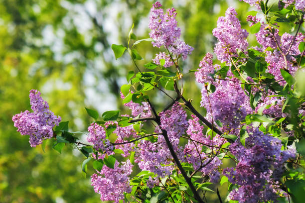 istock bush of violet lilac in the garden 1491453607